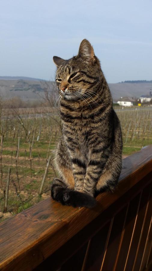 Weingut & Gaestehaus Andreas Erz Brauneberg Buitenkant foto