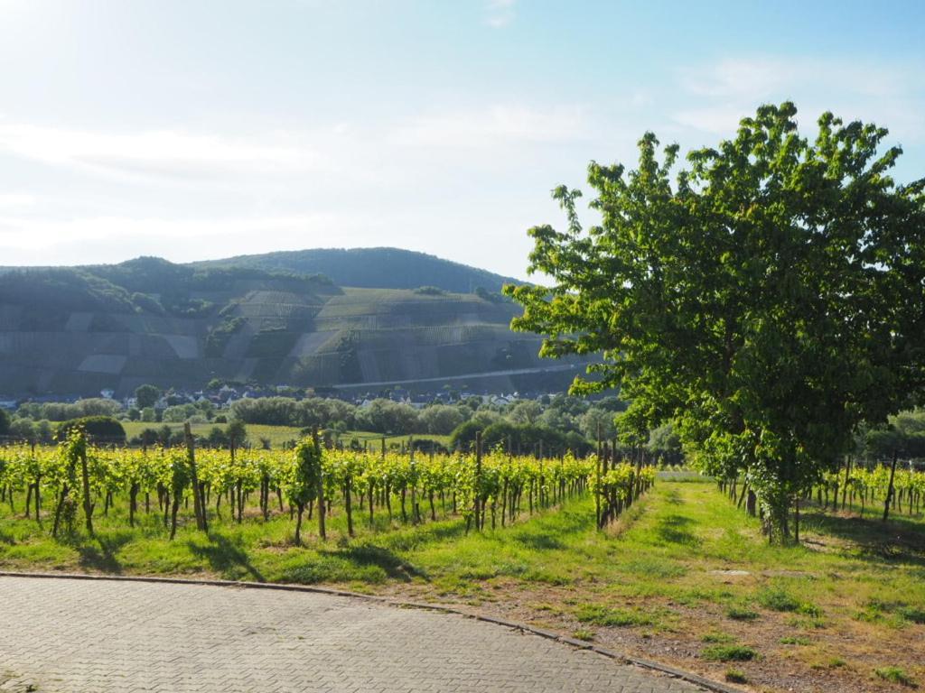 Weingut & Gaestehaus Andreas Erz Brauneberg Buitenkant foto